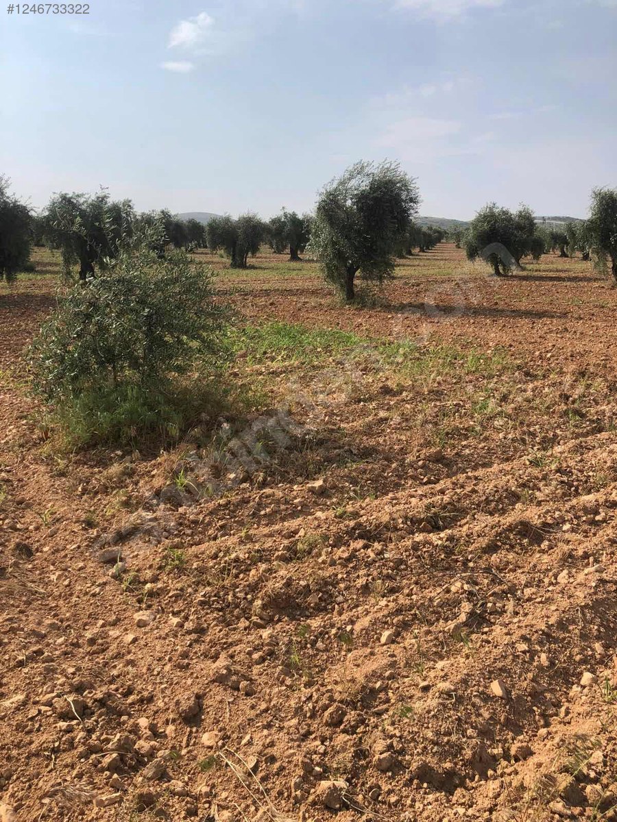 PUSULA EMLAKTAN KARNEBİDE ASFALTA YAKIN 4.6 DÖNÜM 50 AĞAÇ - KİLİS MERKEZ fotoğraf 2